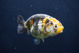 Milk Cow Ranchu  Calico 4 Inch (ID#1018R9a-65) Free2Day SHIPPING