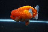 Lionchu  Red White 4 Inch (ID#224R12b-83) Free2Day SHIPPING