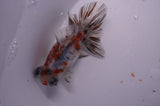 Butterfly  Calico 4 Inch (ID#311B8b-32) Free2Day SHIPPING
