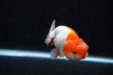 Juvenile Lionchu  Red White 3.5 Inch (ID#1210R11b-26) Free2Day SHIPPING