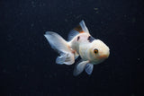 Juvenile Thai Oranda  Panda 3.5 Inch (ID#1224To12c-71) Free2Day SHIPPING