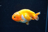 Baby Ranchu  Red White 3 Inch (ID#415R9c-25) Free2Day SHIPPING