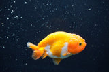 Baby Ranchu  Red White 3 Inch (ID#415R9c-25) Free2Day SHIPPING