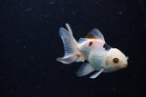 Juvenile Thai Oranda  Panda 3.5 Inch (ID#1224To12c-71) Free2Day SHIPPING