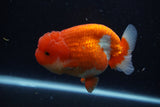 Lionchu  Red White 4 Inch (ID#224R12b-83) Free2Day SHIPPING