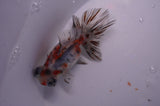 Butterfly  Calico 4 Inch (ID#311B8b-32) Free2Day SHIPPING