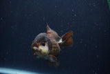 Short Body Thai Oranda  Panda 3.5 Inch (ID#1231To14b-94) Free2Day SHIPPING