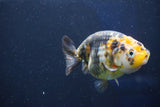 Milk Cow Ranchu  Calico 4 Inch (ID#1018R9a-65) Free2Day SHIPPING