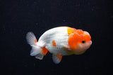 Juvenile Lionchu  Red White 3.5 Inch (ID#1210R11b-26) Free2Day SHIPPING