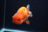 Lionchu  Red White 4 Inch (ID#224R12b-83) Free2Day SHIPPING