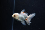 Juvenile Thai Oranda  Panda 3.5 Inch (ID#1224To12c-71) Free2Day SHIPPING