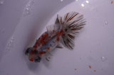 Butterfly  Calico 4 Inch (ID#311B8b-32) Free2Day SHIPPING
