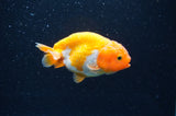 Baby Ranchu  Red White 3 Inch (ID#415R9c-25) Free2Day SHIPPING