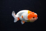 Juvenile Lionchu  Red White 3.5 Inch (ID#1210R11b-26) Free2Day SHIPPING