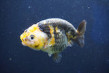 Milk Cow Ranchu  Calico 4 Inch (ID#1018R9a-65) Free2Day SHIPPING