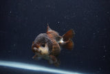 Short Body Thai Oranda  Panda 3.5 Inch (ID#1231To14b-94) Free2Day SHIPPING