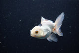 Juvenile Thai Oranda  Panda 3.5 Inch (ID#1224To12c-71) Free2Day SHIPPING