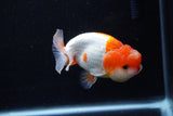 Juvenile Lionchu  Red White 3.5 Inch (ID#1210R11b-26) Free2Day SHIPPING