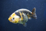 Milk Cow Ranchu  Calico 4 Inch (ID#1018R9a-65) Free2Day SHIPPING