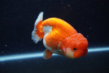 Lionchu  Red White 4 Inch (ID#224R12b-83) Free2Day SHIPPING