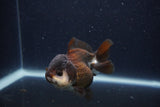 Short Body Thai Oranda  Panda 3.5 Inch (ID#1231To14b-94) Free2Day SHIPPING