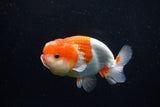 Juvenile Lionchu  Red White 3.5 Inch (ID#1210R11b-26) Free2Day SHIPPING