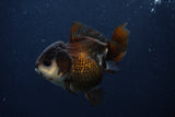 Short Body Thai Oranda  Panda 3.5 Inch (ID#1231To14b-94) Free2Day SHIPPING