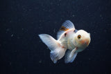 Juvenile Thai Oranda  Panda 3.5 Inch (ID#1224To12c-71) Free2Day SHIPPING