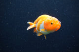 Baby Ranchu  Red White 3 Inch (ID#415R9c-25) Free2Day SHIPPING
