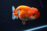 Lionchu  Red White 4 Inch (ID#224R12b-83) Free2Day SHIPPING
