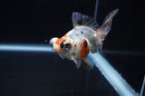 Butterfly  Calico 3.5 Inch (ID#311B8b-33) Free2Day SHIPPING