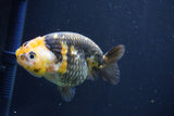 Milk Cow Ranchu  Calico 4 Inch (ID#1018R9a-65) Free2Day SHIPPING