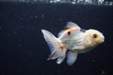 Juvenile Thai Oranda  Panda 3.5 Inch (ID#1224To12c-71) Free2Day SHIPPING