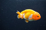 Baby Ranchu  Red White 3 Inch (ID#415R9c-25) Free2Day SHIPPING