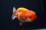 Lionchu  Red White 4 Inch (ID#224R12b-83) Free2Day SHIPPING