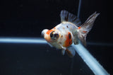 Butterfly  Calico 3.5 Inch (ID#311B8b-33) Free2Day SHIPPING