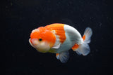 Juvenile Lionchu  Red White 3.5 Inch (ID#1210R11b-26) Free2Day SHIPPING