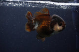 Short Body Thai Oranda  Panda 3.5 Inch (ID#1231To14b-94) Free2Day SHIPPING