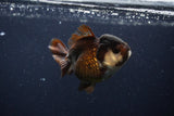 Short Body Thai Oranda  Panda 3.5 Inch (ID#1231To14b-94) Free2Day SHIPPING