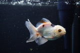 Juvenile Thai Oranda  Panda 3.5 Inch (ID#1224To12c-71) Free2Day SHIPPING