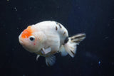 Milk Cow Ranchu  Calico 4.5 Inch (ID#1018R9a-66) Free2Day SHIPPING