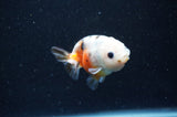 Baby Ranchu  Calico 2.5 Inch (ID#415R9c-26) Free2Day SHIPPING