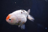 Milk Cow Ranchu  Calico 4.5 Inch (ID#1018R9a-66) Free2Day SHIPPING