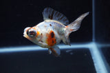Butterfly  Calico 3.5 Inch (ID#311B8b-33) Free2Day SHIPPING