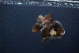 Short Body Thai Oranda  Panda 3.5 Inch (ID#1231To14b-94) Free2Day SHIPPING