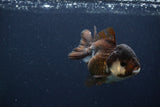 Short Body Thai Oranda  Panda 3.5 Inch (ID#1231To14b-94) Free2Day SHIPPING