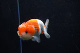 Juvenile Lionchu  Red White 3.5 Inch (ID#1210R11b-26) Free2Day SHIPPING