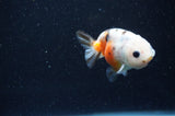 Baby Ranchu  Calico 2.5 Inch (ID#415R9c-26) Free2Day SHIPPING