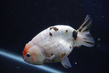 Milk Cow Ranchu  Calico 4.5 Inch (ID#1018R9a-66) Free2Day SHIPPING