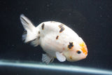 Milk Cow Ranchu  Calico 4.5 Inch (ID#1018R9a-66) Free2Day SHIPPING